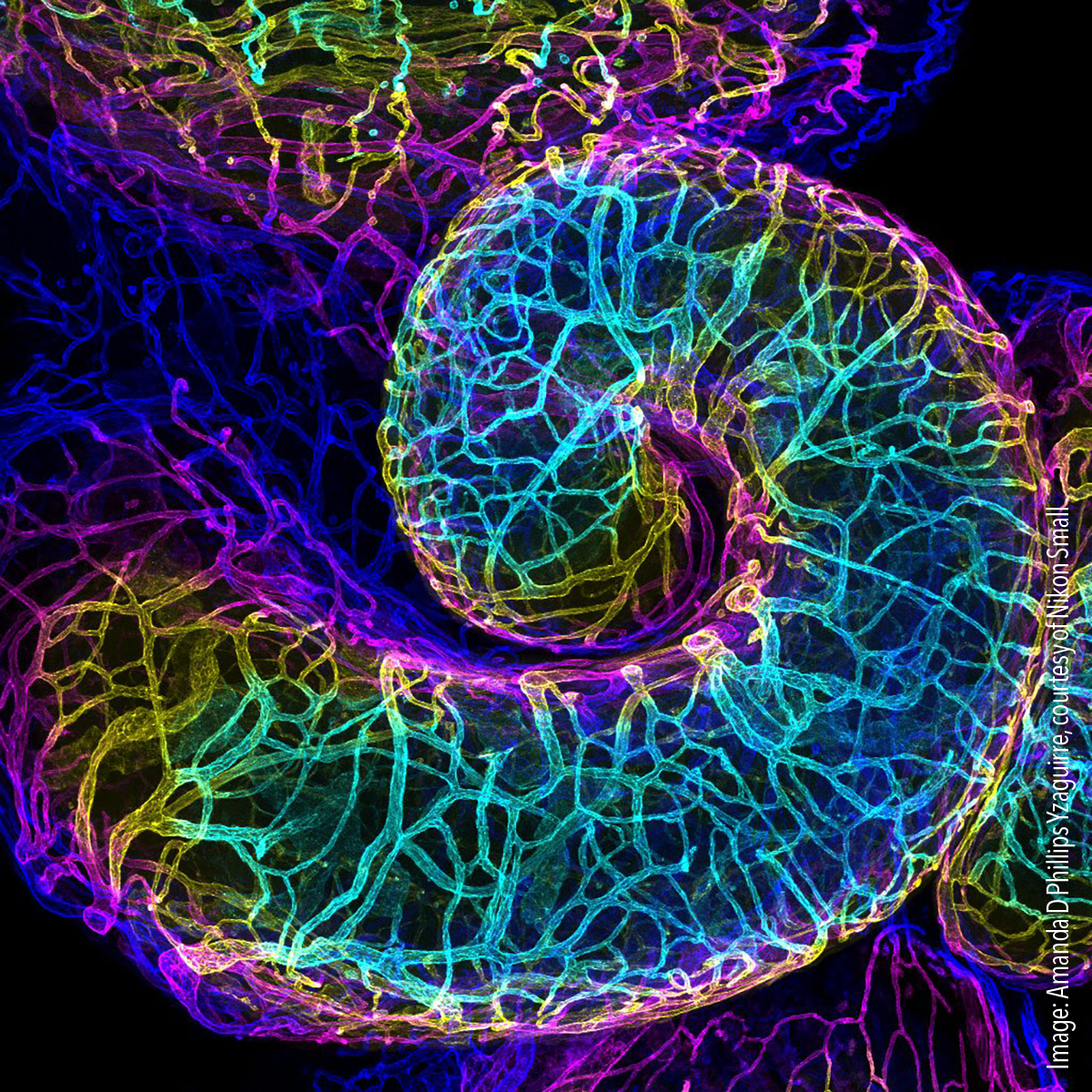 Mouse oviduct vasculature, Confocal, 10x (objective lens magnification)